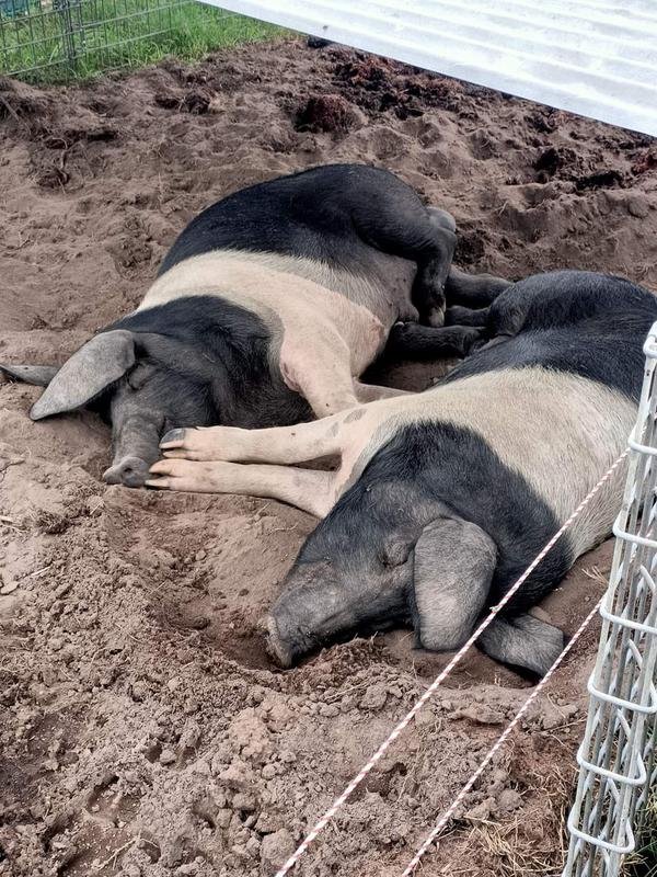 Animals