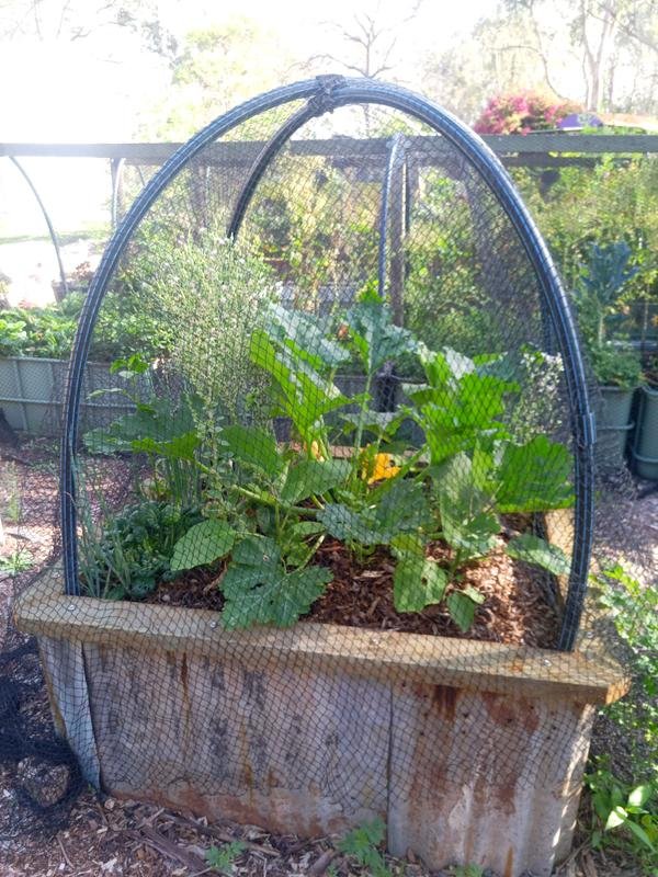 Wicking beds