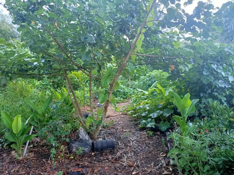 Food forest