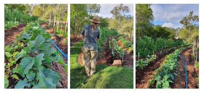 No-dig garden