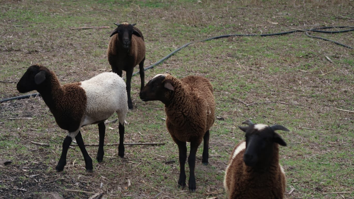 Sheep on a regenerative property