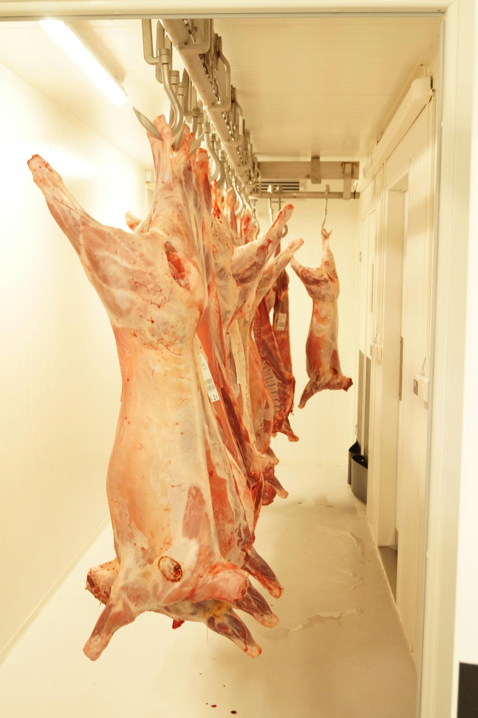 Sheep butchering workshop