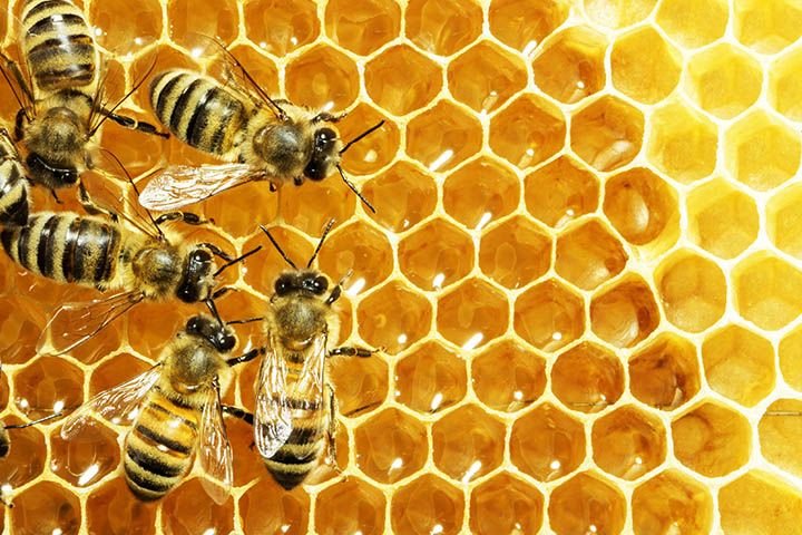 Bees on honeycomb frame producing raw local honey