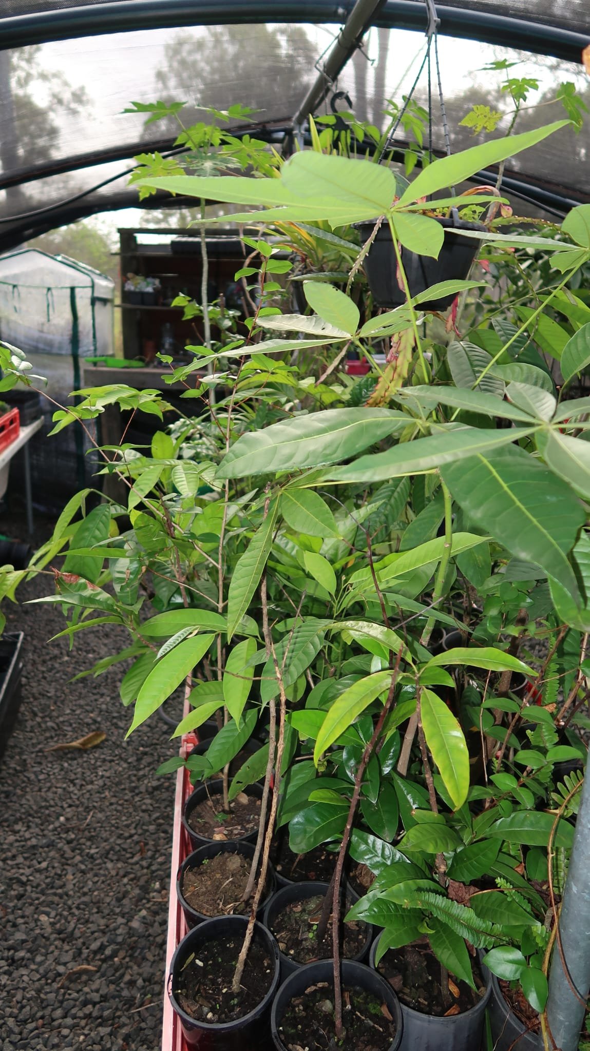 Potted seedlings and pollinator-friendly plants in the nursery hoop house