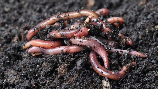 Fresh organic worm castings rich in nutrients